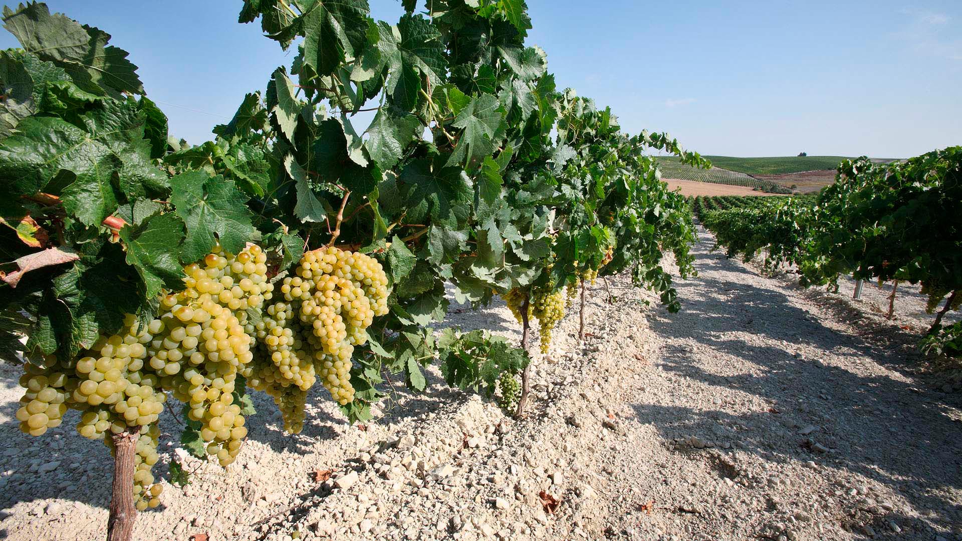 Grandes Pagos de España - Great Vineyards of Spain