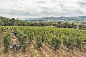 vista mediterrano clos d'agon