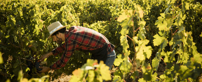 Abadía Retuerta vendimiando