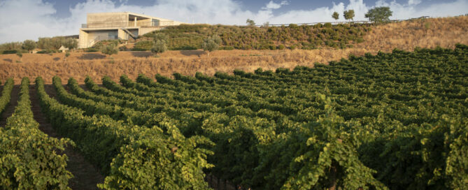 Finca montepedroso viñedo