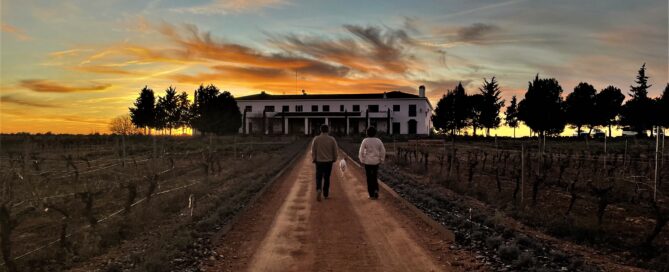 Finca élez atardecer viñedo