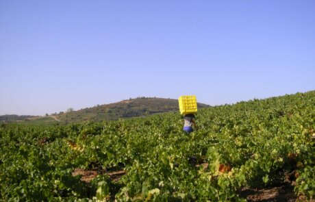 Losada Vinos de Finca