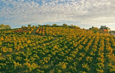 Losada Vinos de Finca